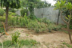 Ashram's Garden