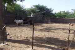Gaushala07